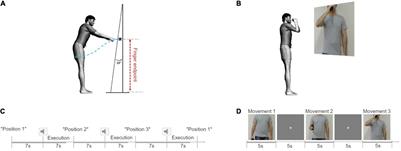 Kinematic Changes in the Uninjured Limb After a Traumatic Brachial Plexus Injury